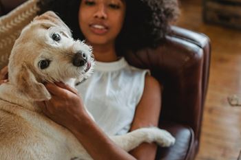 Dog looking at the camera