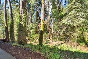 Portland apartment for rent - A forest with a path and trees.