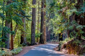 Santa Cruz apartment for rent - A winding road through a forest of tall trees.