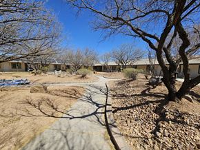 Tombstone apartment for rent - A tree with a thick trunk stands in a yard with a rocky ground.