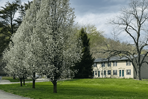Lucasville apartment for rent - A white house with a green lawn and trees in front.
