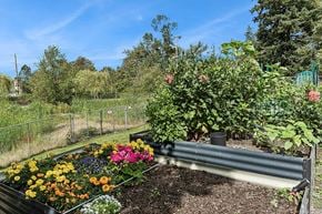 Bellingham apartment for rent - Community garden at Woodrose Senior Affordable Apartments in Bellingham WA