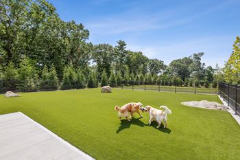 Dog run with artificial turf
