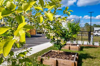 A tree with white flowers is in the foreground of a sunny parking lot.
