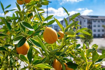 Oranges hanging from a tree with green leaves.