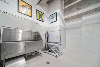 Dog spa