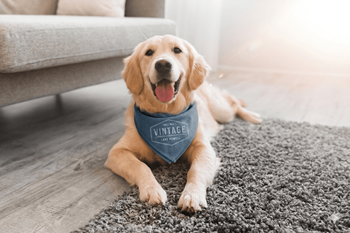 Pet friendly