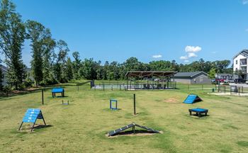 Bark park for dogs