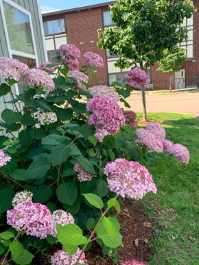 South Burlington apartment for rent - A bush of pink flowers next to the Hayes apartment building