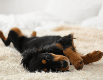 A black and tan dog is lying on its back on a white carpet