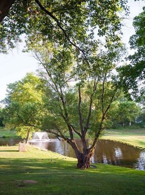Kentwood apartment for rent - A tree stands in front of a pond in a grassy area.