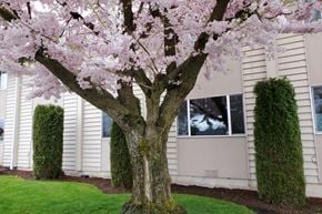 Marysville apartment for rent - a tree with pink flowers in front of a house