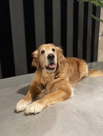 Pet-friendly