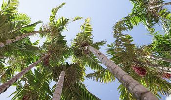 Beautiful tropical surroundings