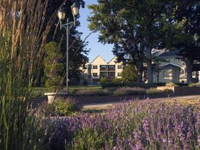 Denver apartment for rent - a park with purple flowers in front of a building