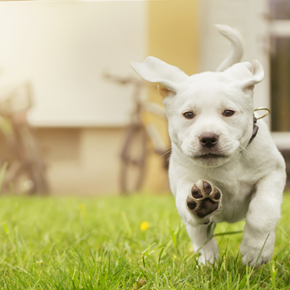 Charlottesville apartment for rent - a white dog running through the grass