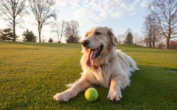 Pet park