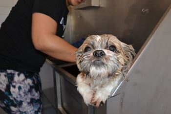 Dog care center