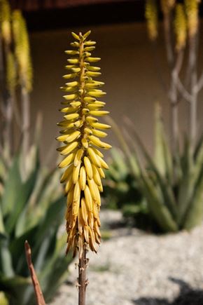 Los Angeles apartment for rent - A tall yellow flower stands in front of other green plants.