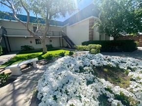 Mesa apartment for rent - a garden with white flowers in front of a building