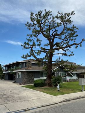 Bakersfield apartment for rent - a large tree in front of a house