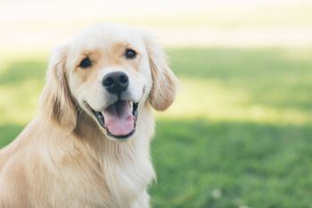 Pet friendly, cats & large dogs accepted (breed restrictions apply)
