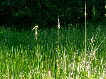 Adjacent to the rotary nature preserve