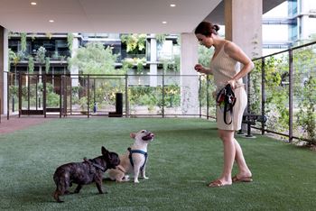 Dog park & pet spa
