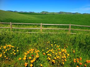 Arroyo Grande apartment for rent - a field of yellow and orange flowers in front of a fence