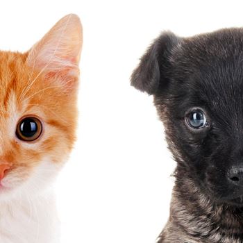 Pet friendly community