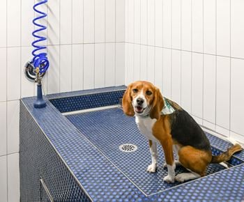 Dog wash station