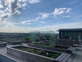 Vancouver apartment for rent - a rooftop garden with lots of plants and a building