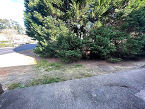 Wilson apartment for rent - A large green tree in the middle of a grassy area.