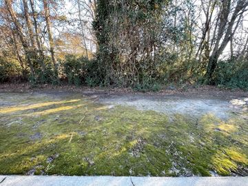 Wilson apartment for rent - A mossy ground with trees in the background.