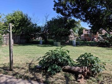 Stillwater house for rent - A fallen tree in a grassy yard.