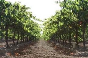 Lodi apartment for rent - a row of apple trees in a field