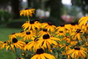 Spokane apartment for rent - a group of yellow flowers in a field