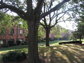 Carol Stream apartment for rent - Courtyard