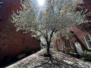 Biddeford apartment for rent - A tree with white blossoms is in the middle of a brick street.
