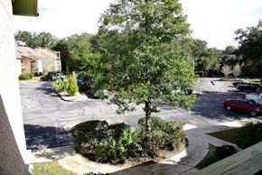 Niceville house for rent - A tree in a landscaped area in front of a building.