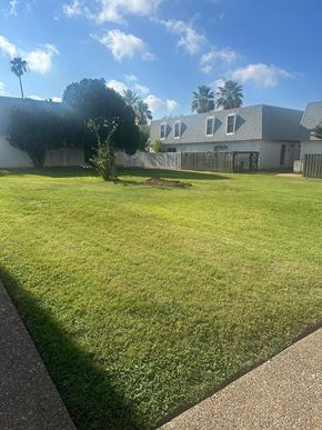Laredo apartment for rent - A small tree is in the middle of a grassy area.