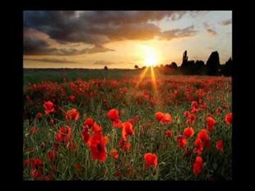 Alhambra apartment for rent - a field of red poppies with a sunset