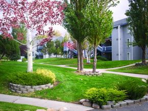 Boise apartment for rent - A tree with pink flowers is in the foreground of a residential street.