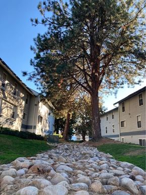 Boise apartment for rent - A large tree stands next to a building with a stone path leading up to it.