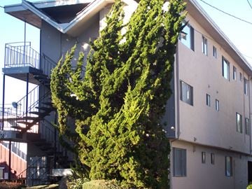 Alameda apartment for rent - A tall green tree stands in front of a building.