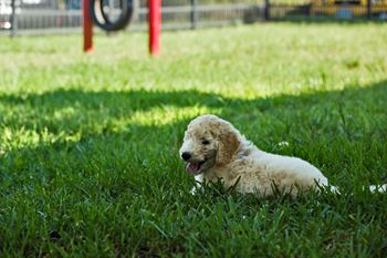 Fenced bark park