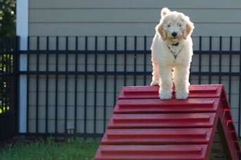 Fenced bark park