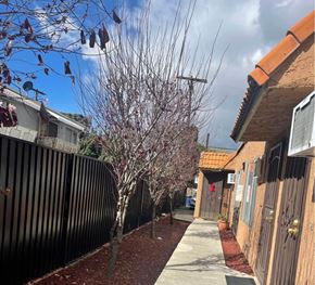 Northridge apartment for rent - A row of houses with a sidewalk and a tree with purple leaves.