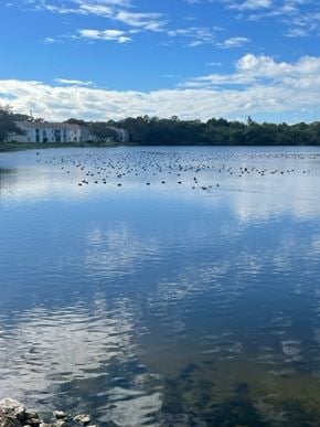 St. Petersburg apartment for rent - A body of water with a flock of birds on it.