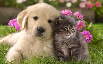 We are pet friendly!